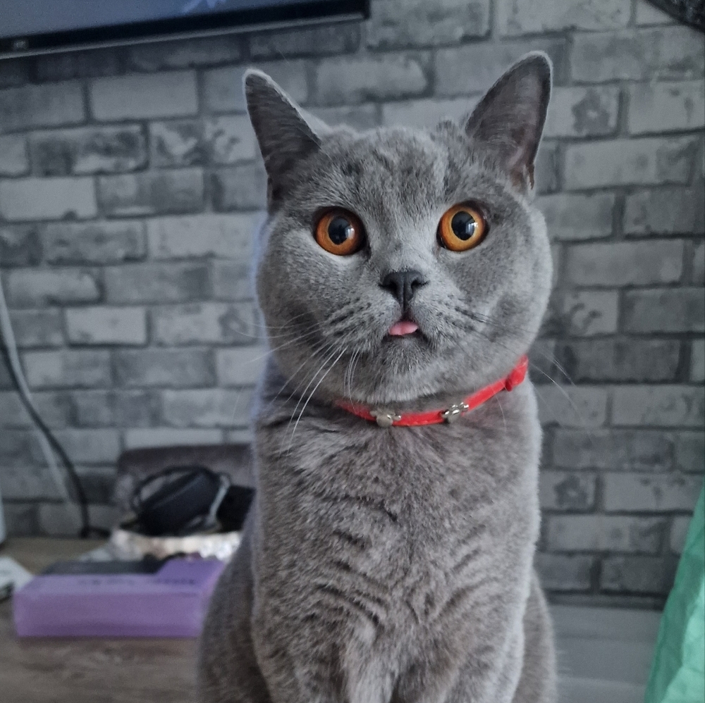 Meet your Posher, Ian